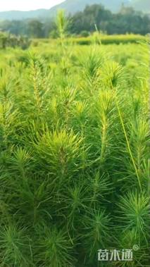 高度30厘米马尾松