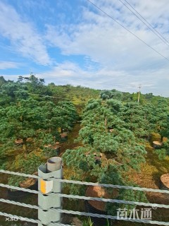 10公分造型五针松