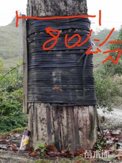 80公分木棉