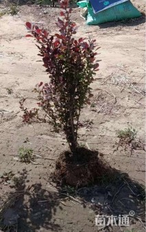 高度40厘米红叶小檗