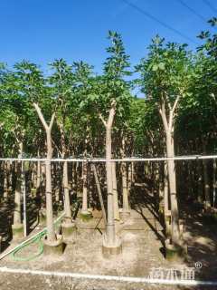 10公分红花风铃木