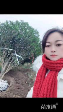 高度250厘米丛生桂花