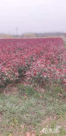 冠幅50厘米红叶石楠球