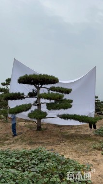 18公分造型油松