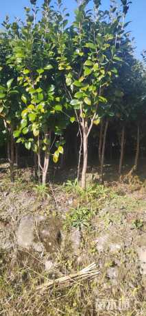 高度1.6厘米茶花