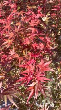 0.8公分日本红枫