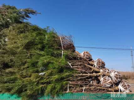 高度500厘米白皮松