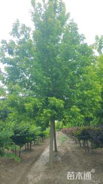 18公分金叶复叶槭