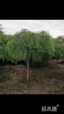8公分龙爪槐
