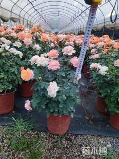 高度30厘米欧洲月季