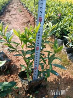 高度30厘米杜鹃