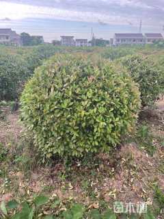 冠幅180厘米红叶石楠球