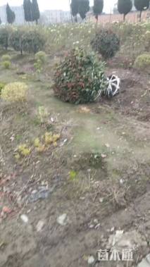 冠幅1500厘米红叶石楠球