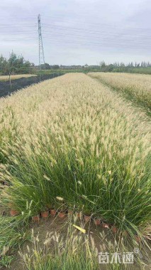 高度40厘米小兔子狼尾草