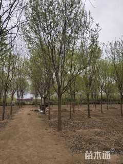 15公分流苏树