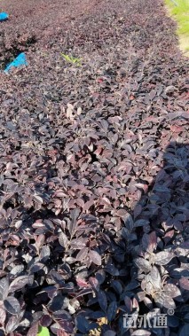 高度25厘米红花继木