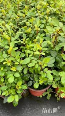 高度15厘米钻石月季