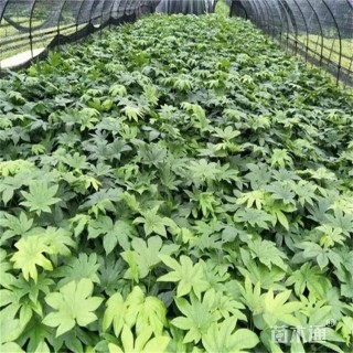 高度25厘米八角金盘小苗