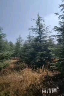 高度600厘米雪松