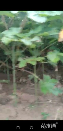 2公分青桐