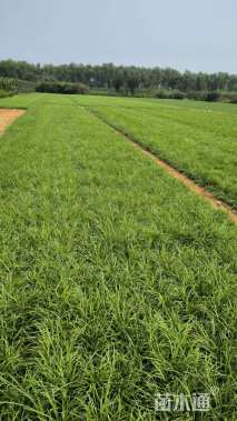 高度30厘米阔叶麦冬草