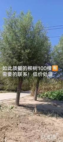 30公分旱柳