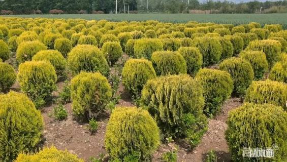 冠幅170厘米洒金柏球