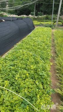 高度30厘米金边假连翘