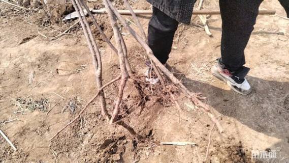 0.2公分紫叶矮樱