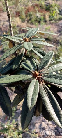 高度400厘米高山杜鹃