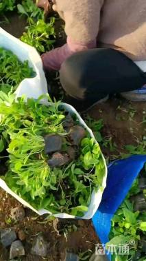 高度15厘米天蓝鼠尾草