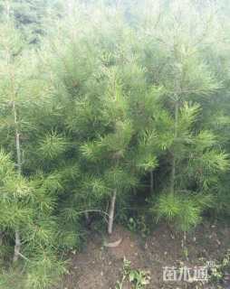 高度100厘米白皮松