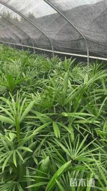 裸干高120厘米棕竹