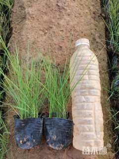 高度15厘米粉黛乱子草