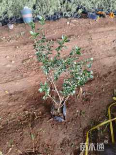 高度35厘米六月雪