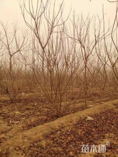 高度120厘米丛生黄栌