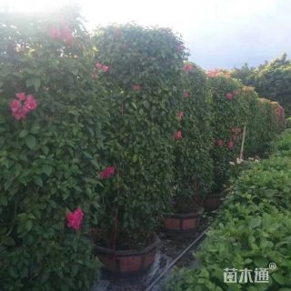 1公分造型红花勒杜鹃
