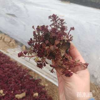 高度5厘米红景天