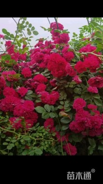 高度250厘米木香