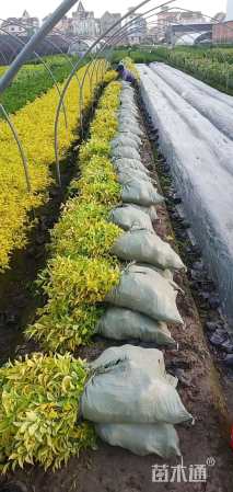 高度40厘米金叶连翘