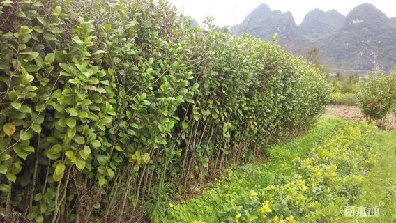 高度80厘米茶花