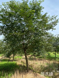 12公分高杆樱花