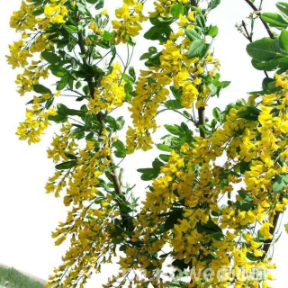 5公分苏格兰金链树