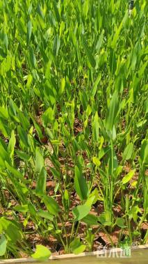 高度20厘米梭鱼草