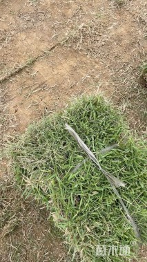 草块状中华结缕草