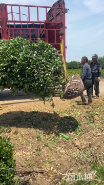 冠幅200厘米卫矛球