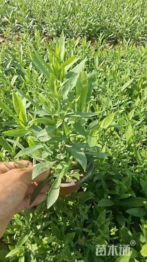 高度28厘米紫苑