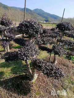 原生苗红花继木柱