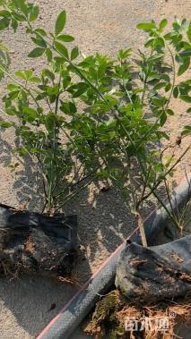 高度35厘米迎春花