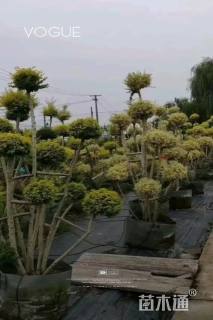 高度200厘米金姬小蜡